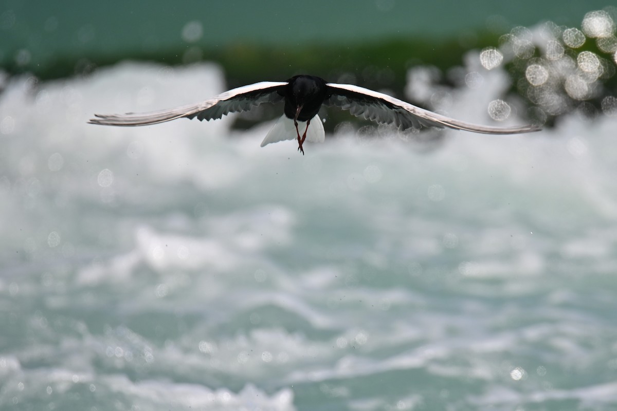 White-winged Tern - ML618777703