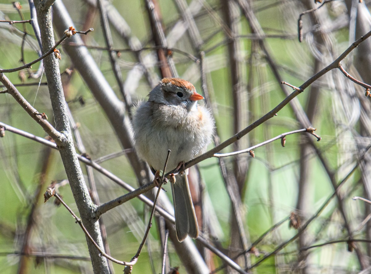 Field Sparrow - Bert Filemyr