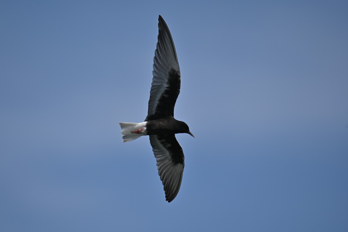 White-winged Tern - ML618777710