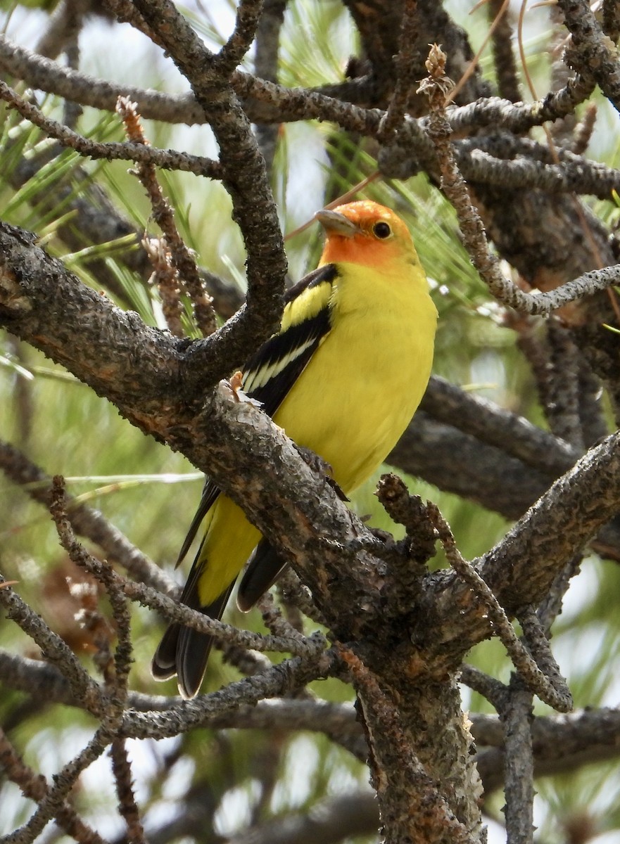 Western Tanager - ML618777743