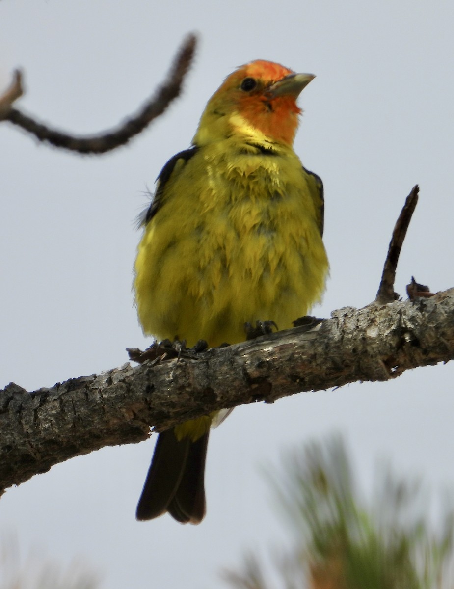 Western Tanager - ML618777747