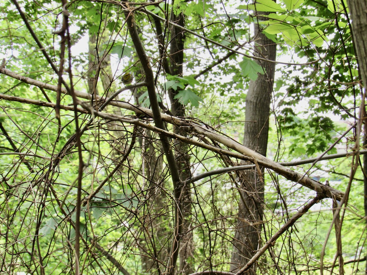 Black-throated Green Warbler - ML618777768