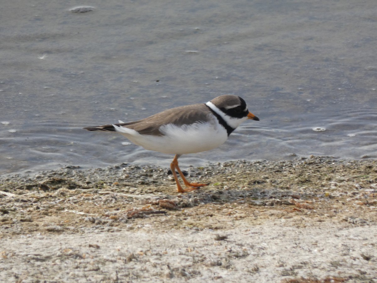Common Ringed Plover - ML618777787