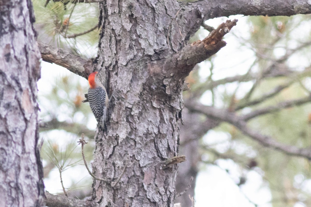 Red-bellied Woodpecker - ML618777856