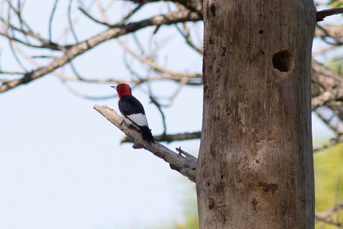 Red-headed Woodpecker - ML618777863