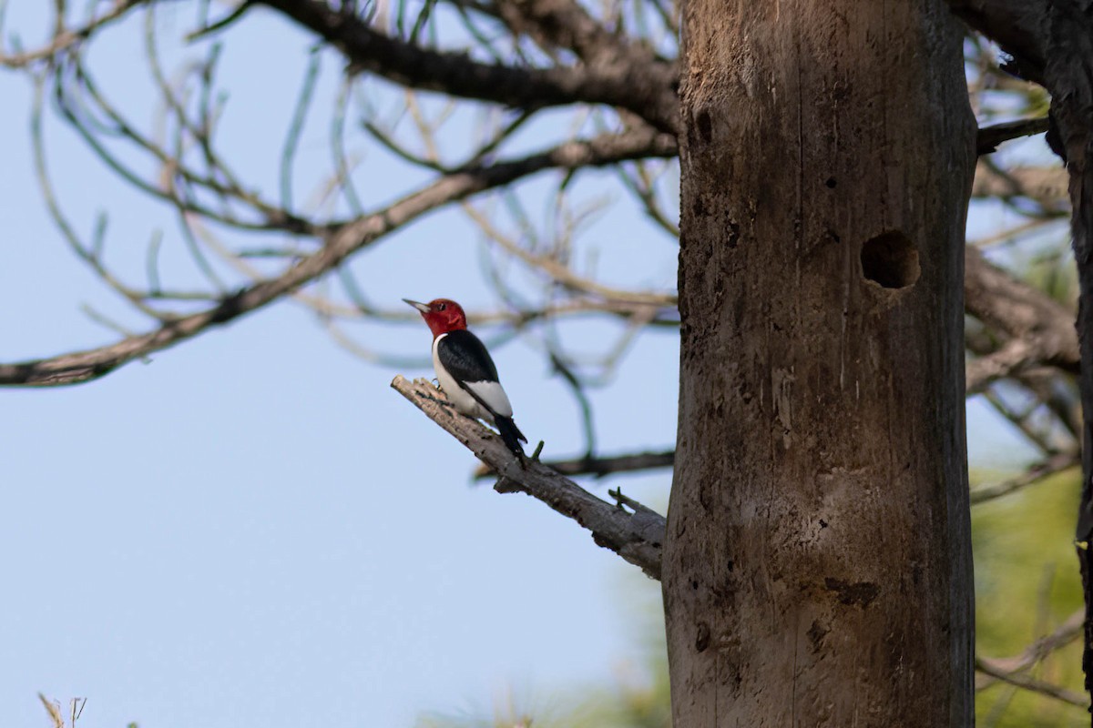 Red-headed Woodpecker - ML618777864