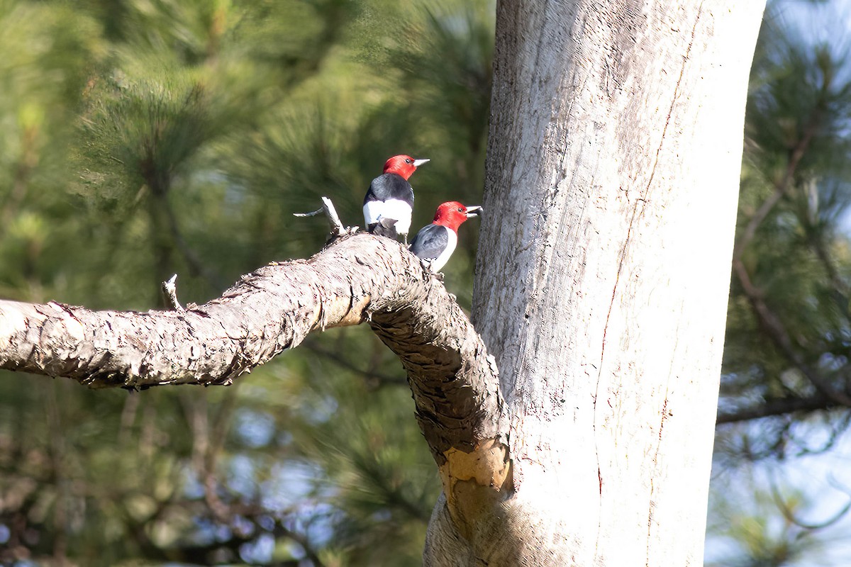 Red-headed Woodpecker - ML618777865
