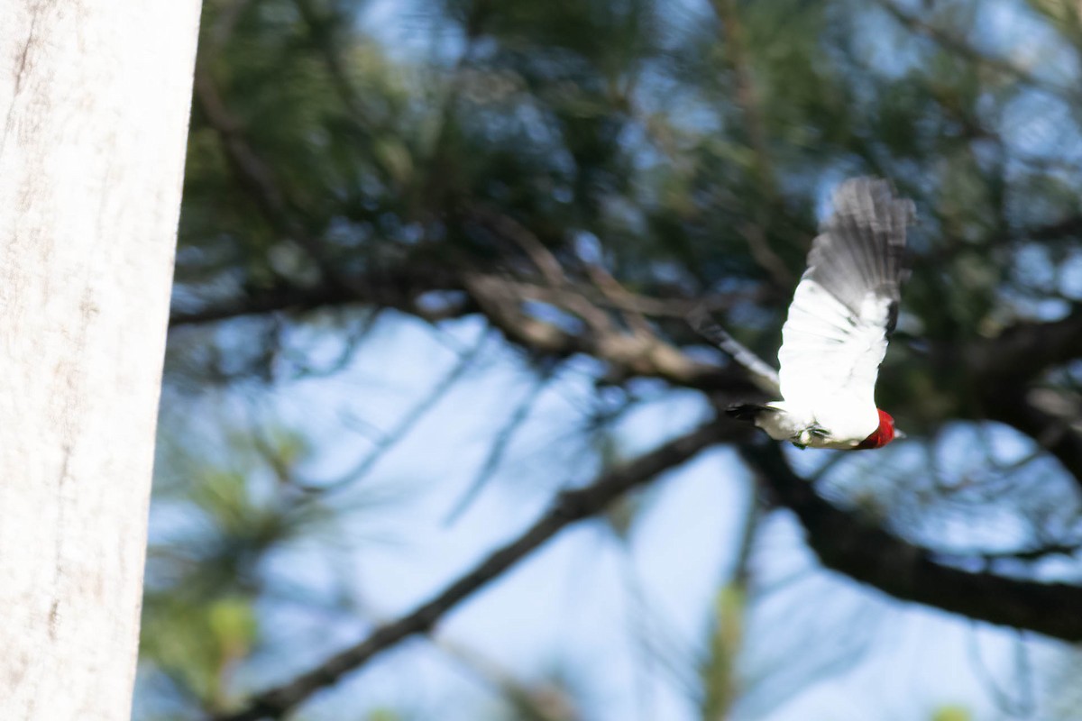 Red-headed Woodpecker - ML618777866