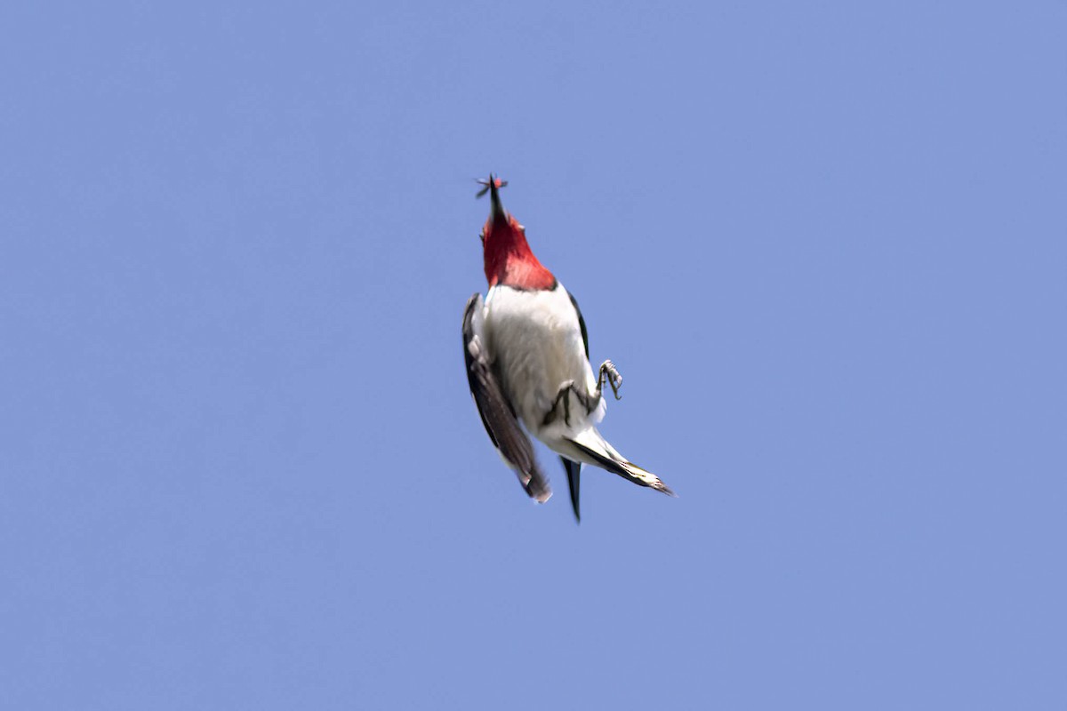 Red-headed Woodpecker - ML618777867