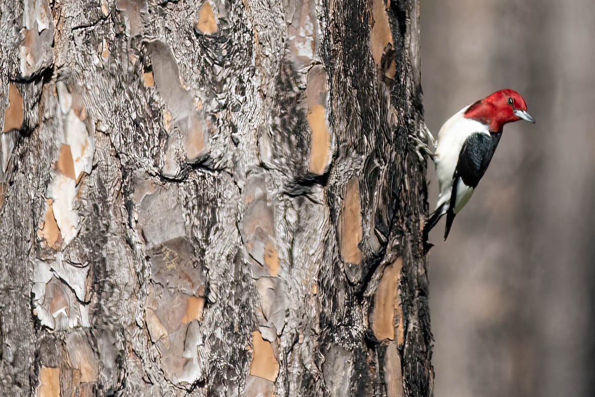 Red-headed Woodpecker - ML618777869