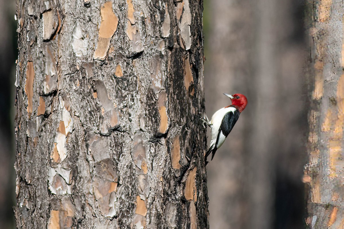 Red-headed Woodpecker - ML618777870