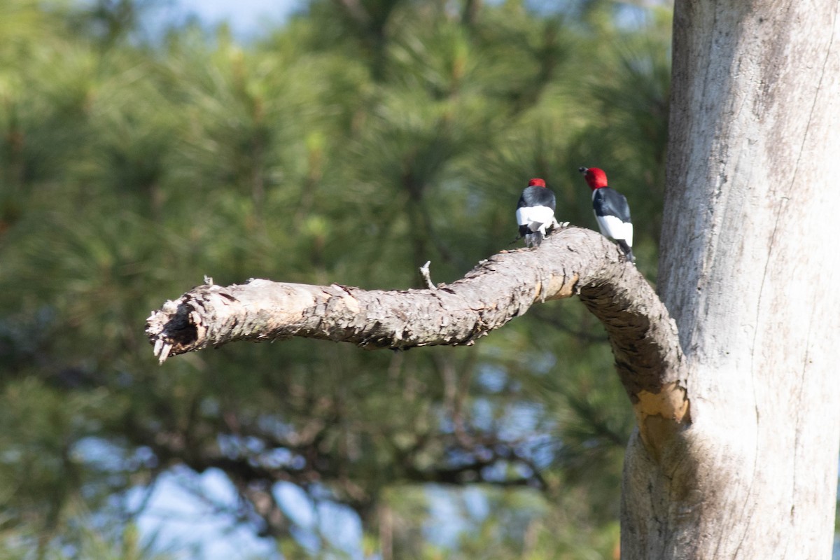 Red-headed Woodpecker - Ed Vigezzi