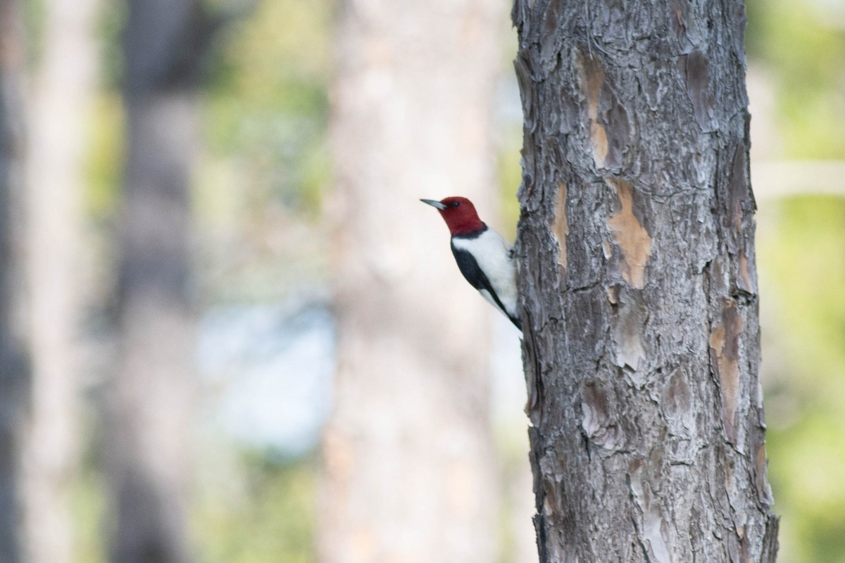 Red-headed Woodpecker - ML618777872