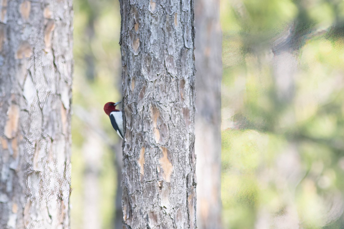 Red-headed Woodpecker - ML618777873