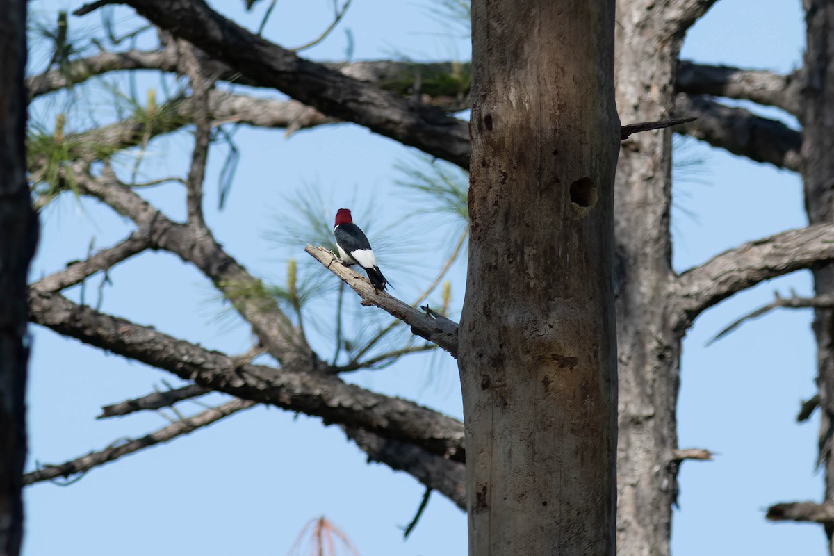 Red-headed Woodpecker - ML618777875