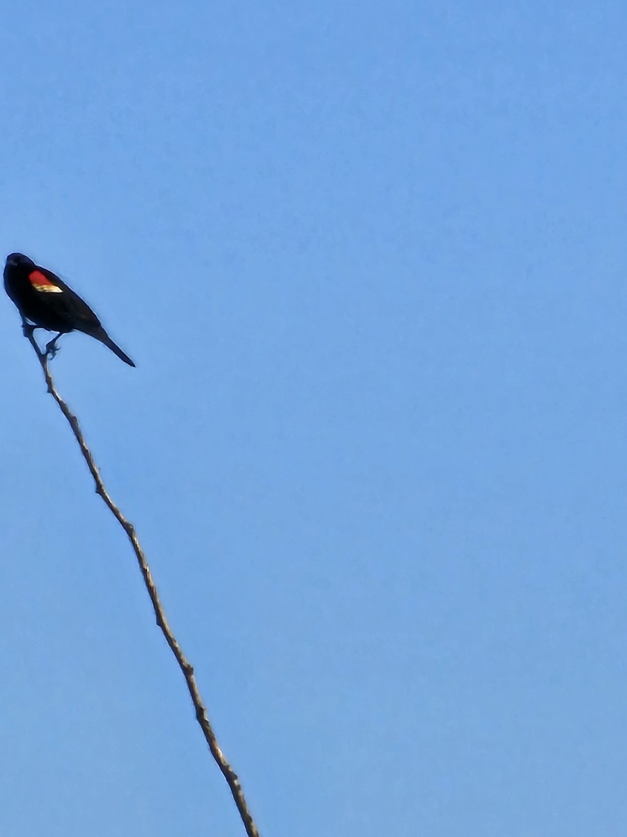 Red-winged Blackbird - ML618777886