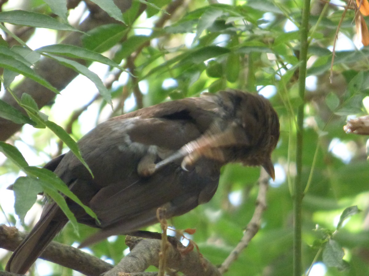 Eurasian Blackbird - Karina Ramkalawan