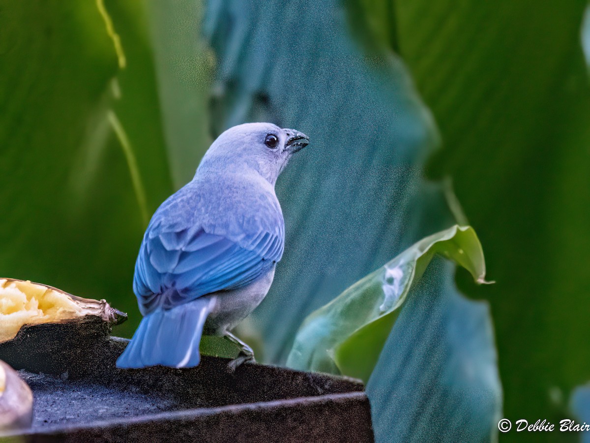 Blue-gray Tanager - ML618777913
