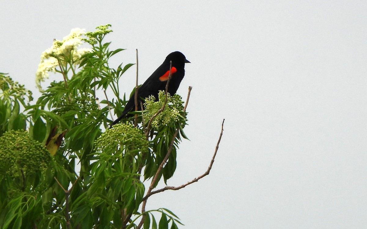 Red-winged Blackbird - ML618777914