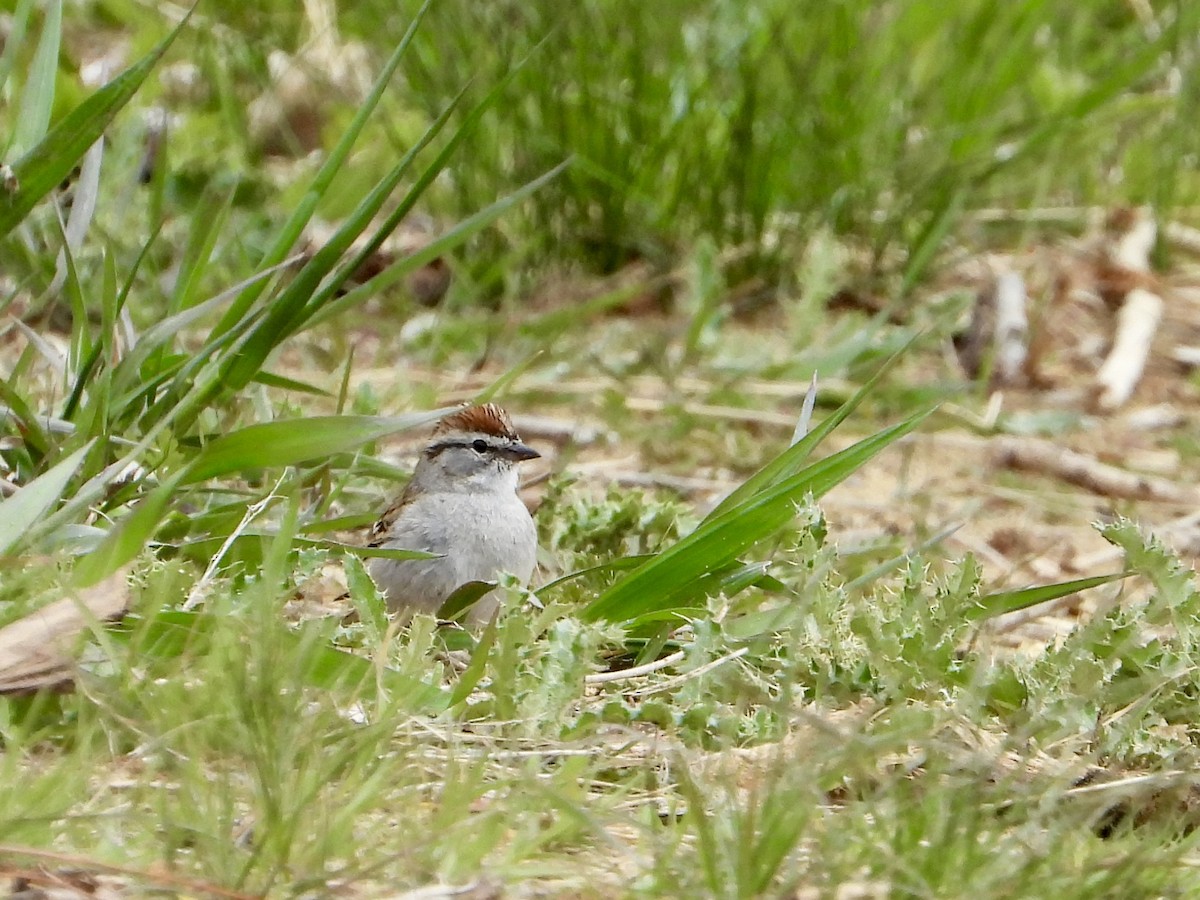 Chipping Sparrow - Whitney Heim