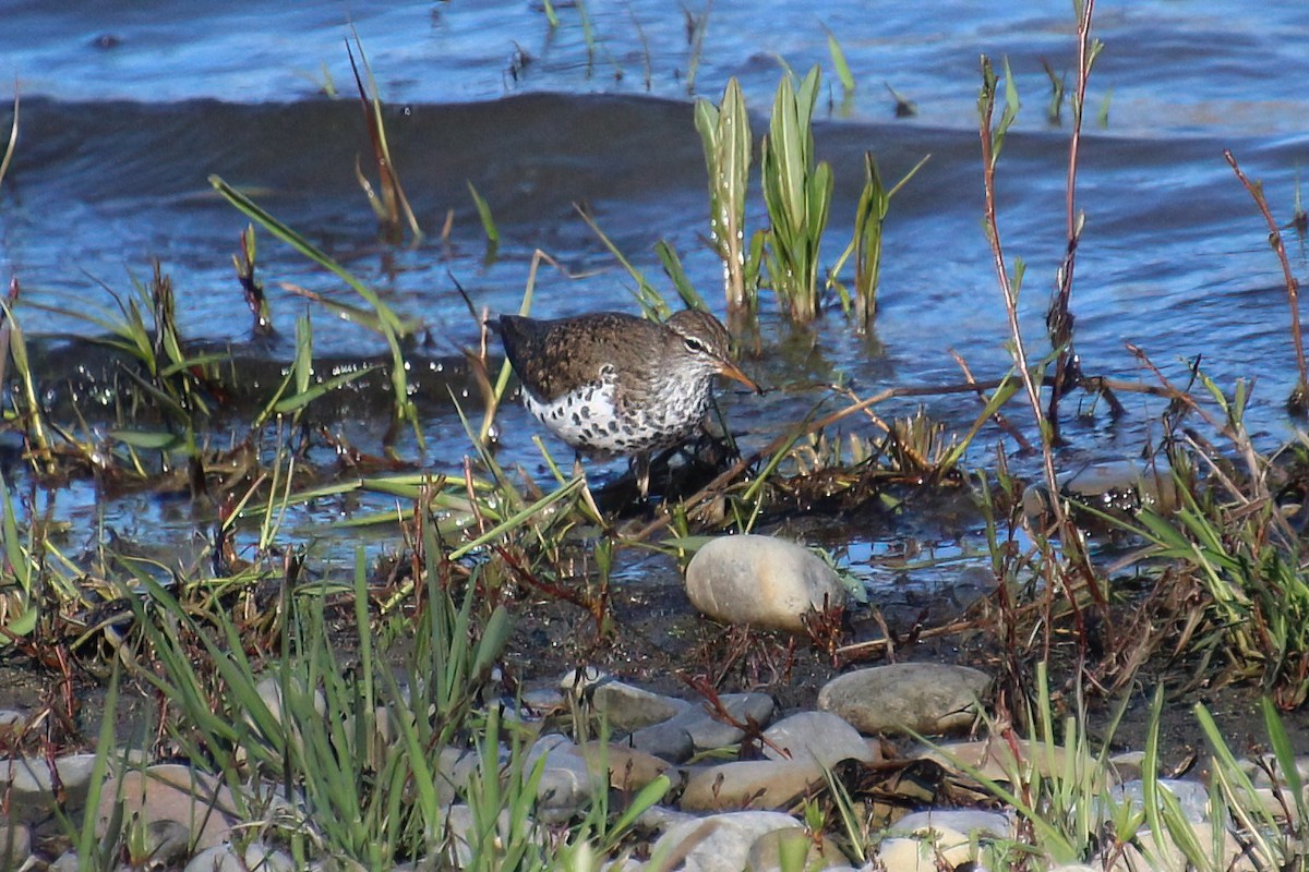 Spotted Sandpiper - Elaine Cassidy