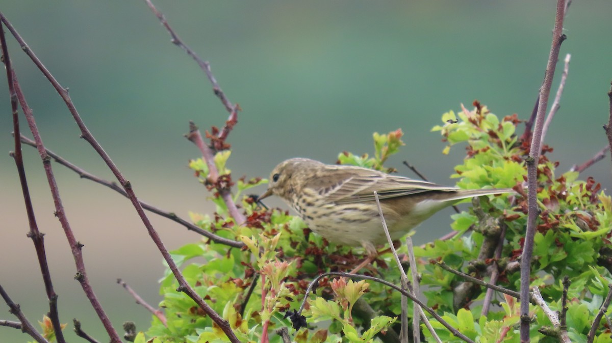 Meadow Pipit - ML618777982