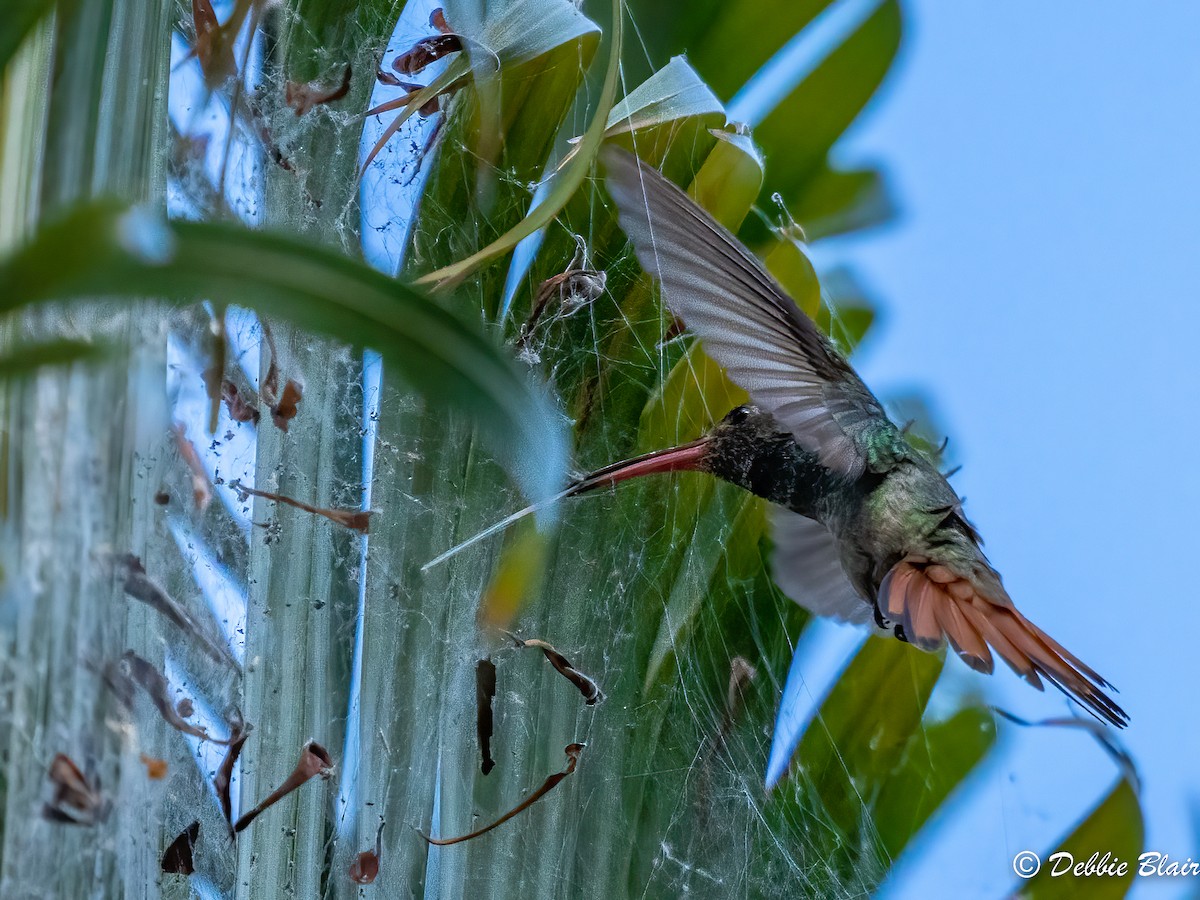 Rufous-tailed Hummingbird - Debbie Blair
