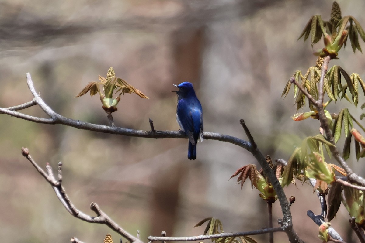 Blue-and-white Flycatcher - ML618777997