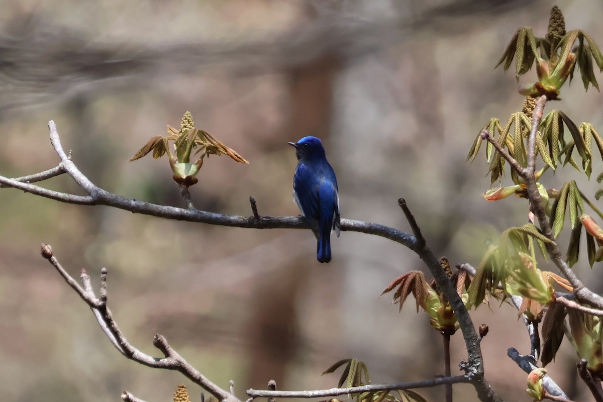 Blue-and-white Flycatcher - ML618778001
