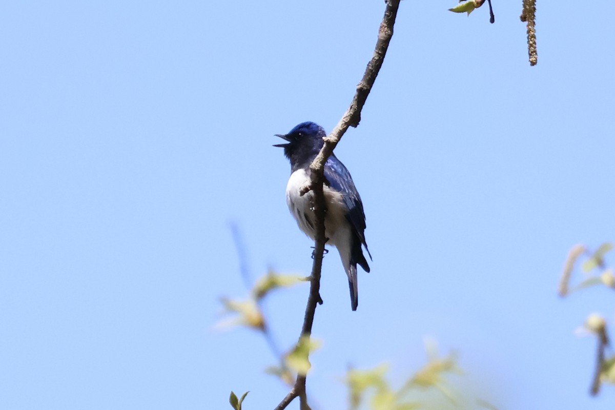 Blue-and-white Flycatcher - ML618778006