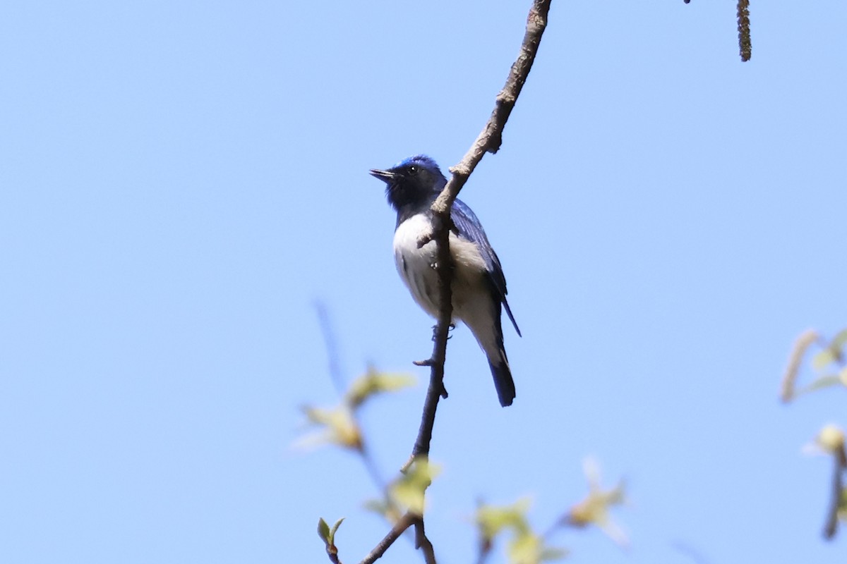 Blue-and-white Flycatcher - ML618778007