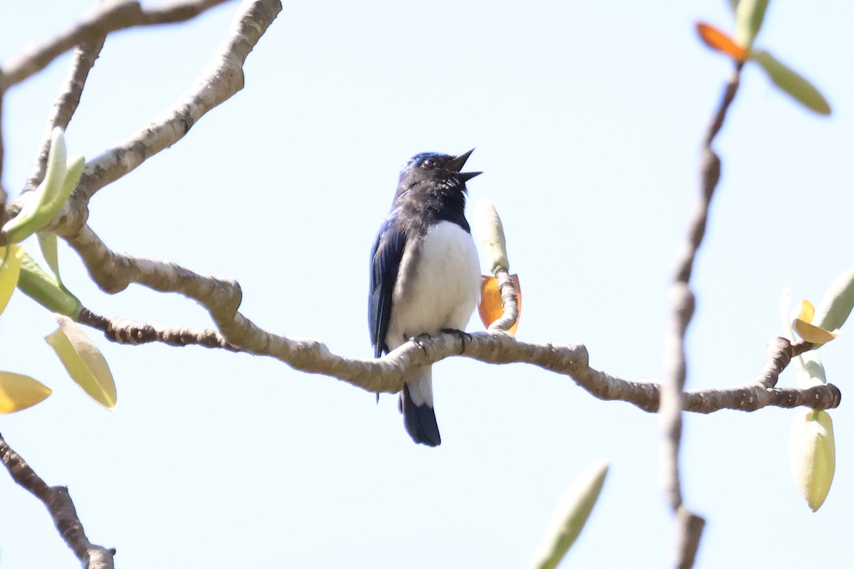 Blue-and-white Flycatcher - ML618778016