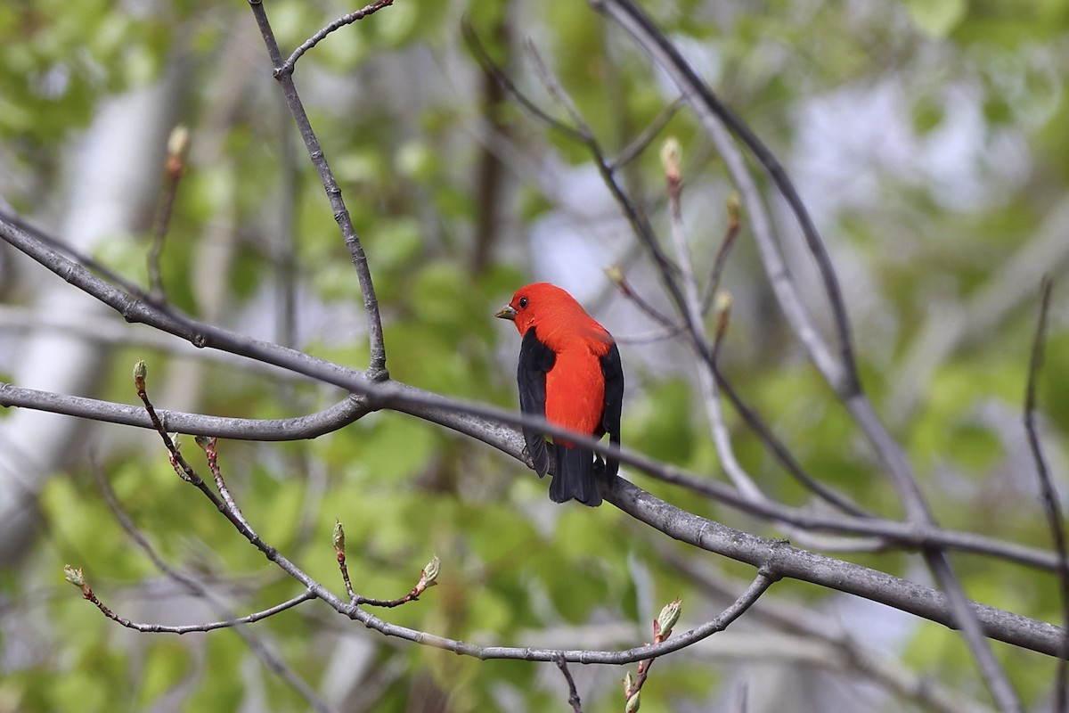 Scarlet Tanager - ML618778122