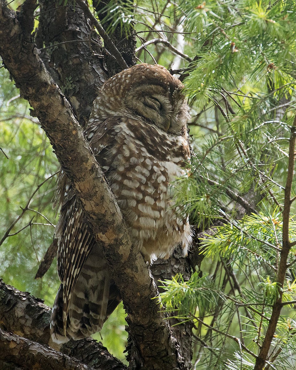 Spotted Owl - ML618778148