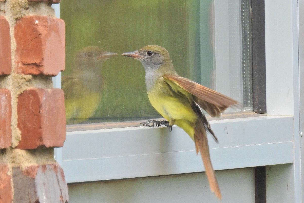 Great Crested Flycatcher - ML618778149
