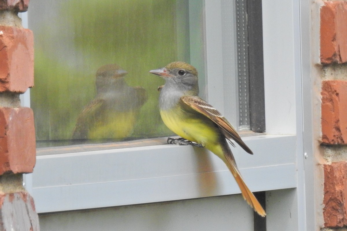 Great Crested Flycatcher - ML618778150