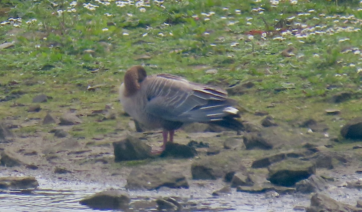 Pink-footed Goose - ML618778154