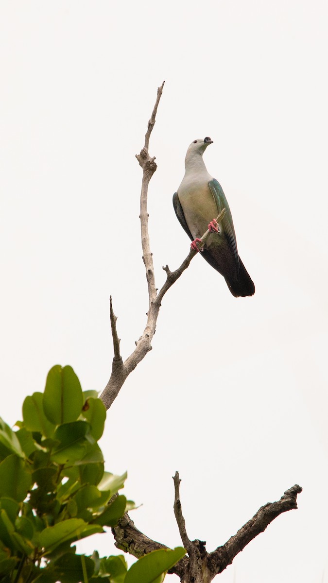 Spice Imperial-Pigeon - Tobin Sparling