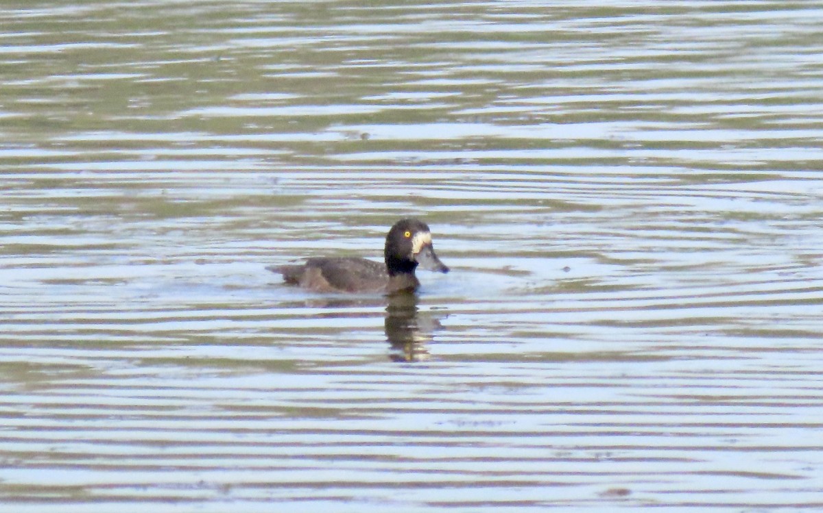 Tufted Duck - ML618778180