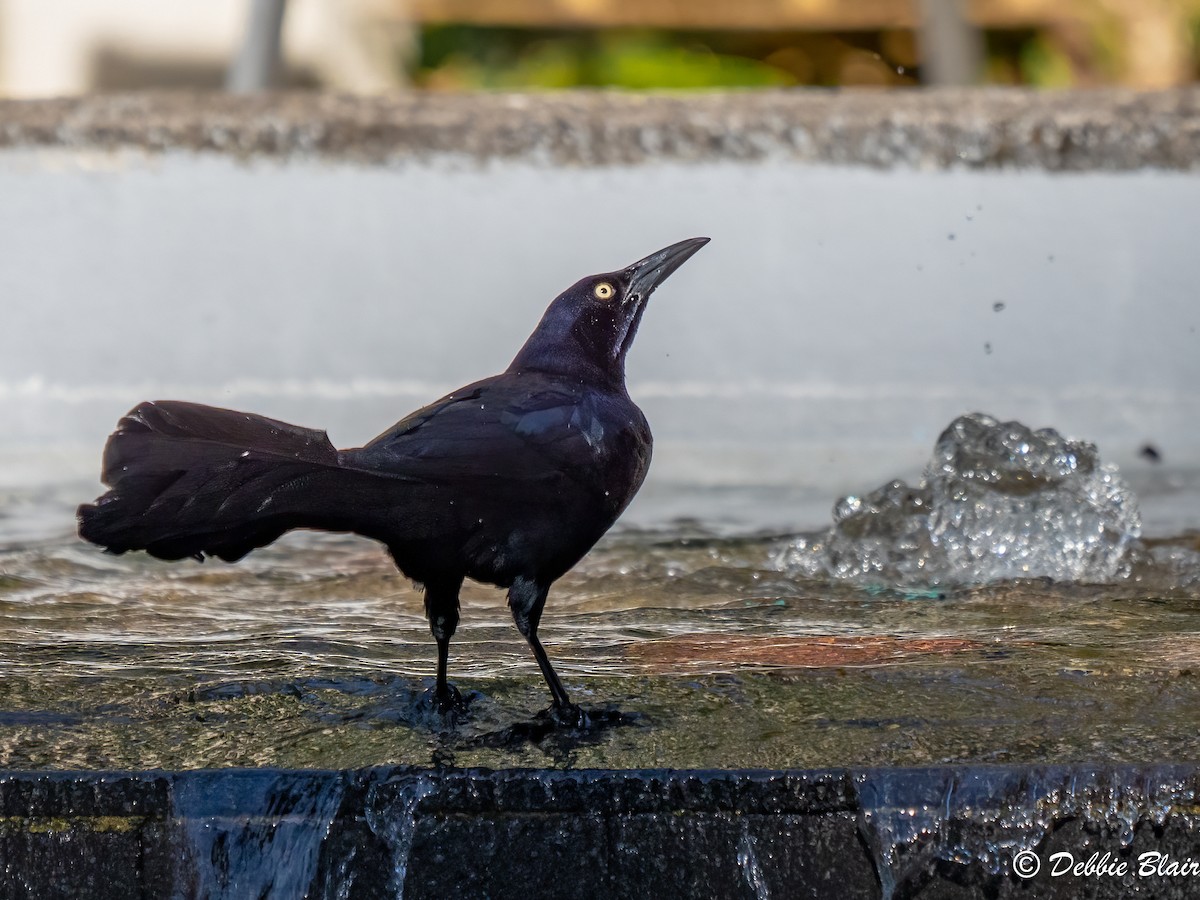 Great-tailed Grackle - ML618778184