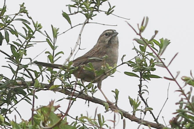 Rufous-crowned Sparrow - ML618778187