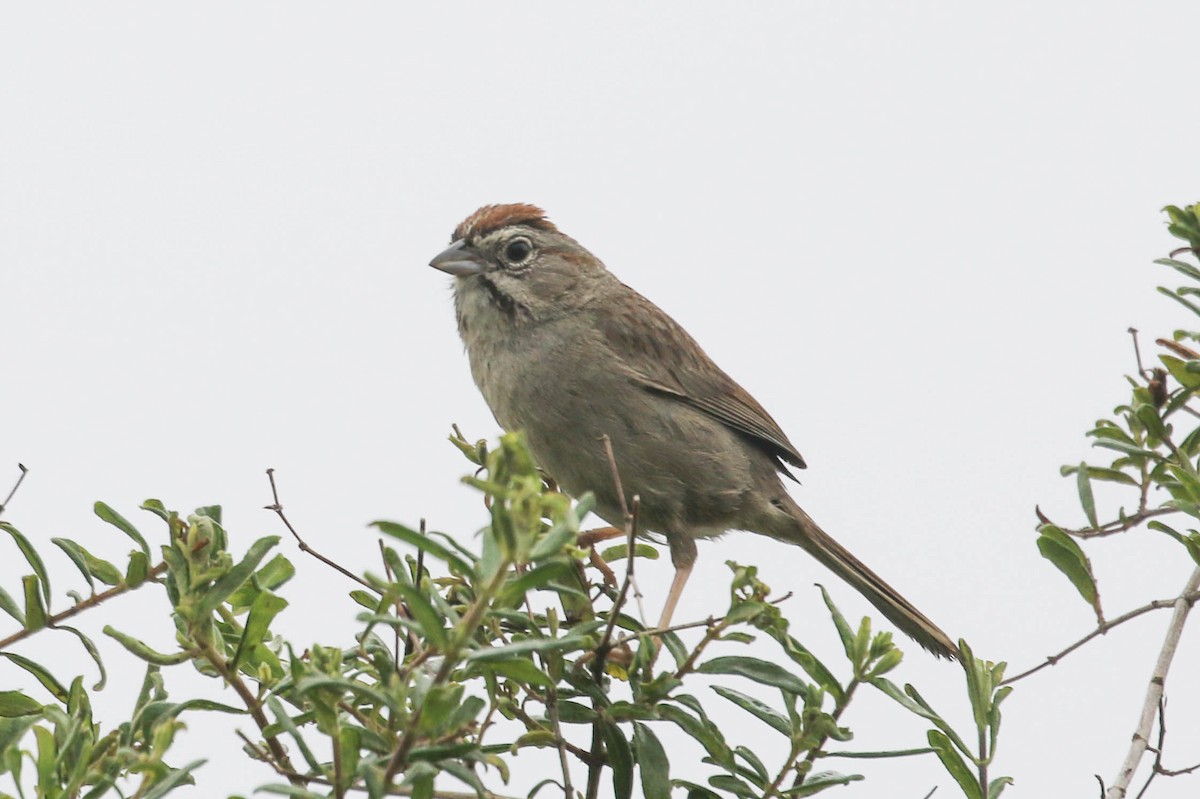 Rufous-crowned Sparrow - ML618778188