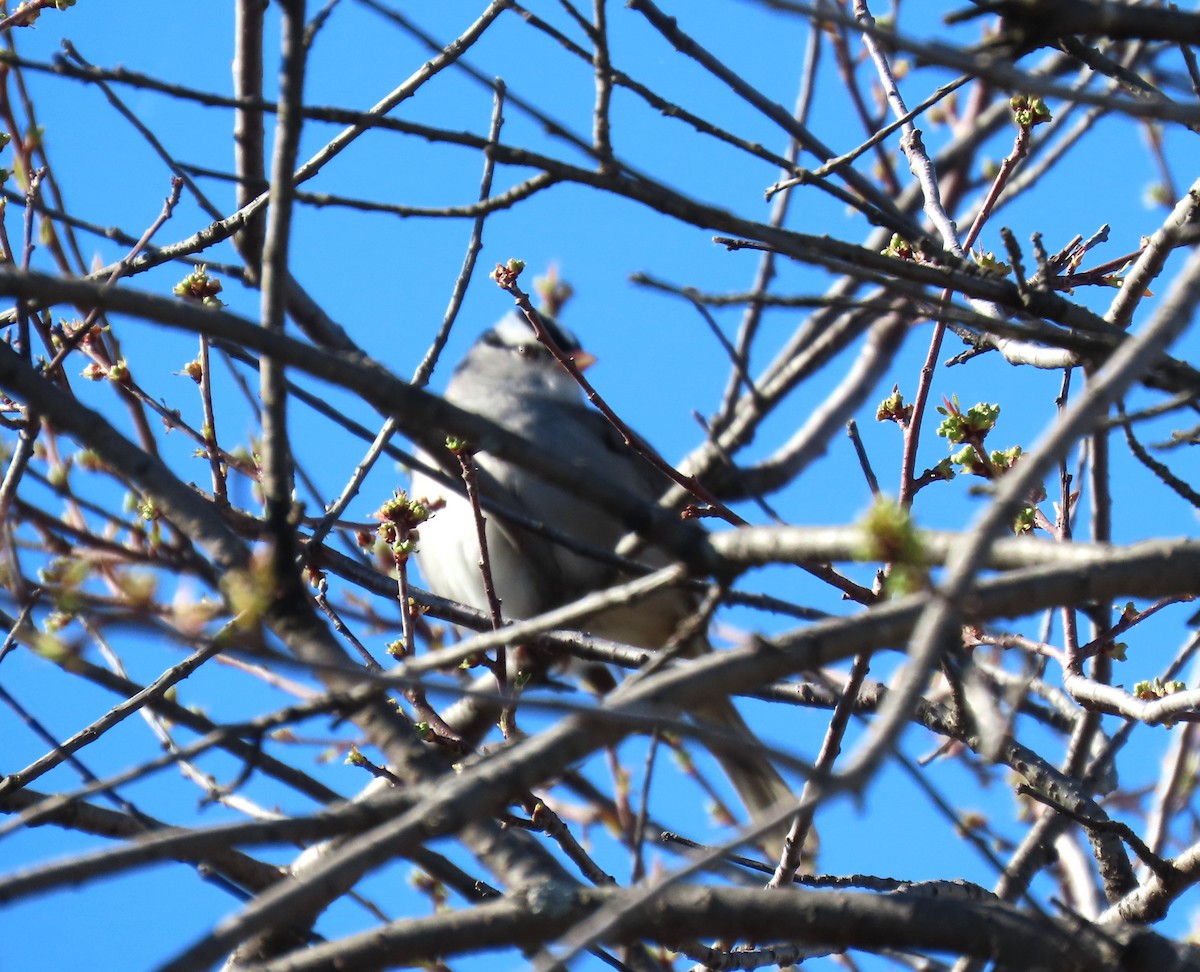 White-crowned Sparrow - ML618778196