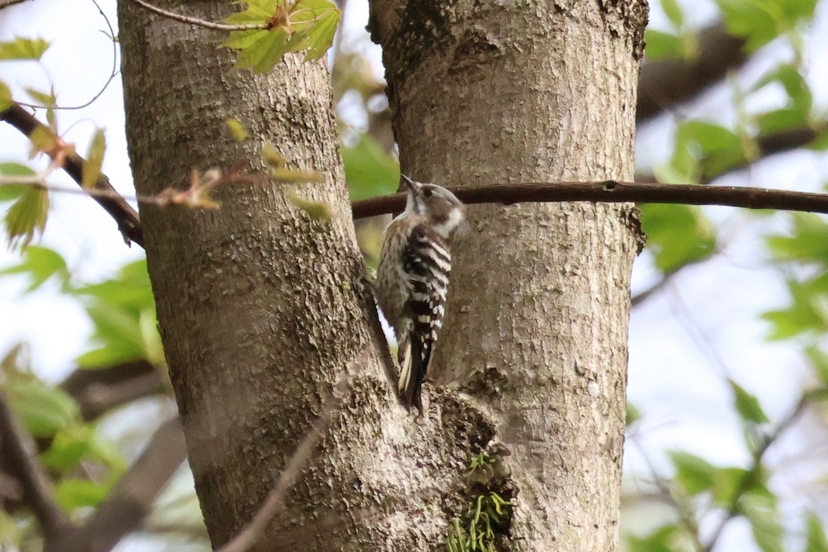 Japanese Pygmy Woodpecker - Eric Cameron