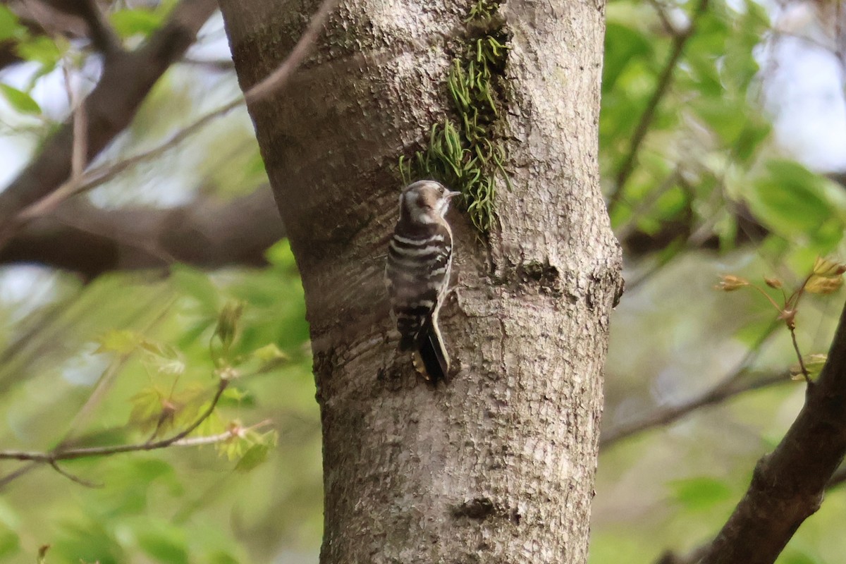 Japanese Pygmy Woodpecker - Eric Cameron