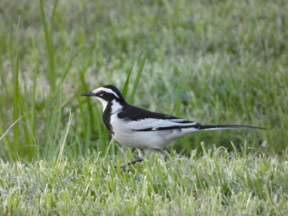 African Pied Wagtail - Augie Kramer