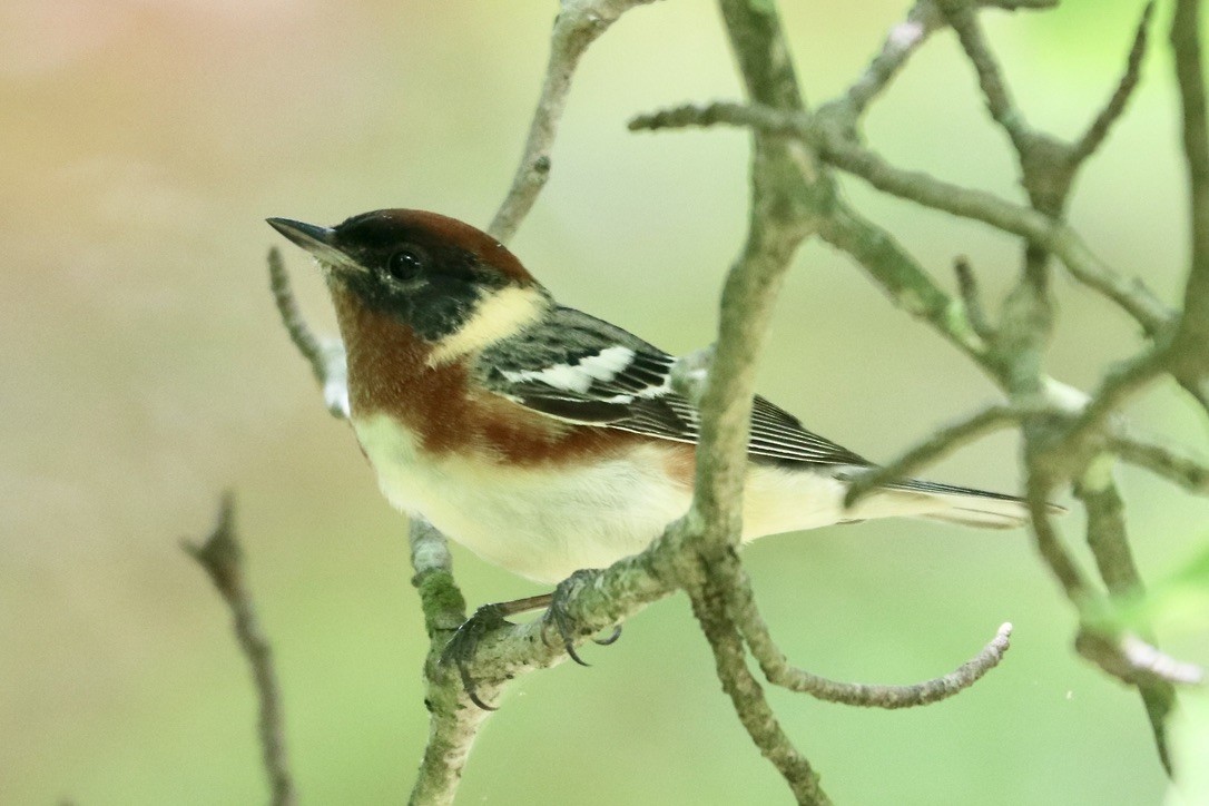 Bay-breasted Warbler - ML618778269