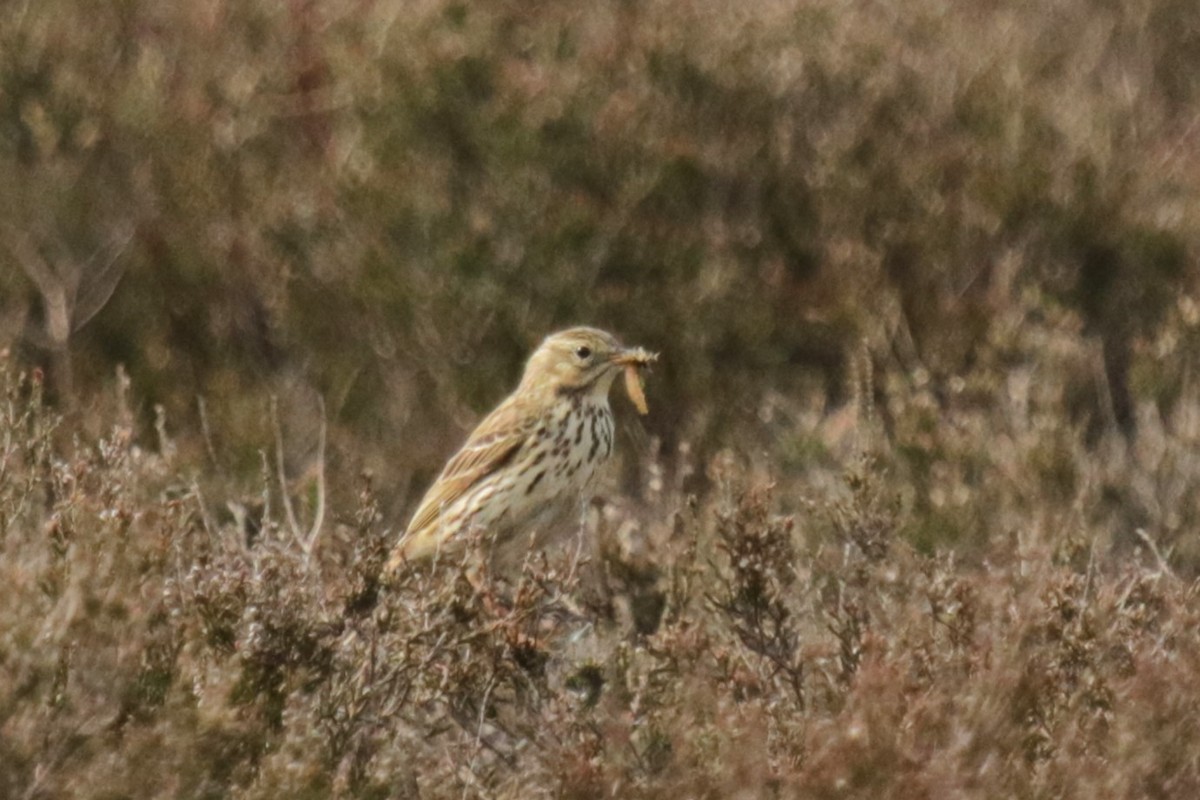 Meadow Pipit - ML618778343