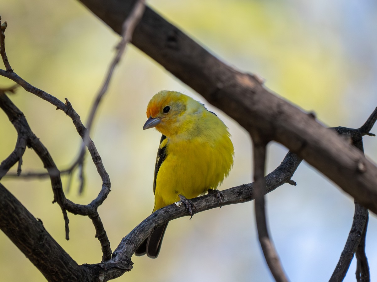 Western Tanager - ML618778415
