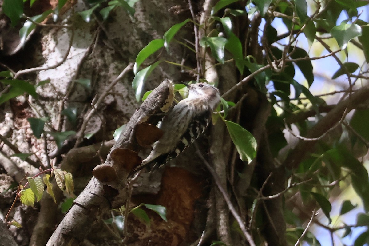 Japanese Pygmy Woodpecker - ML618778425
